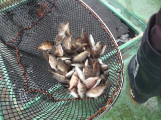 7月30日 湾内　真鯛の稚魚を放流しました (2) (1024x764)