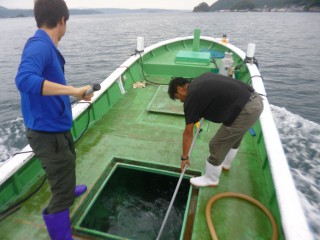 7月26日 串本カセ釣り組合タイの稚魚放流 (1)