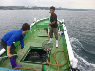 7月26日 串本カセ釣り組合タイの稚魚放流 (4)